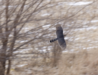 Coopers Hawk